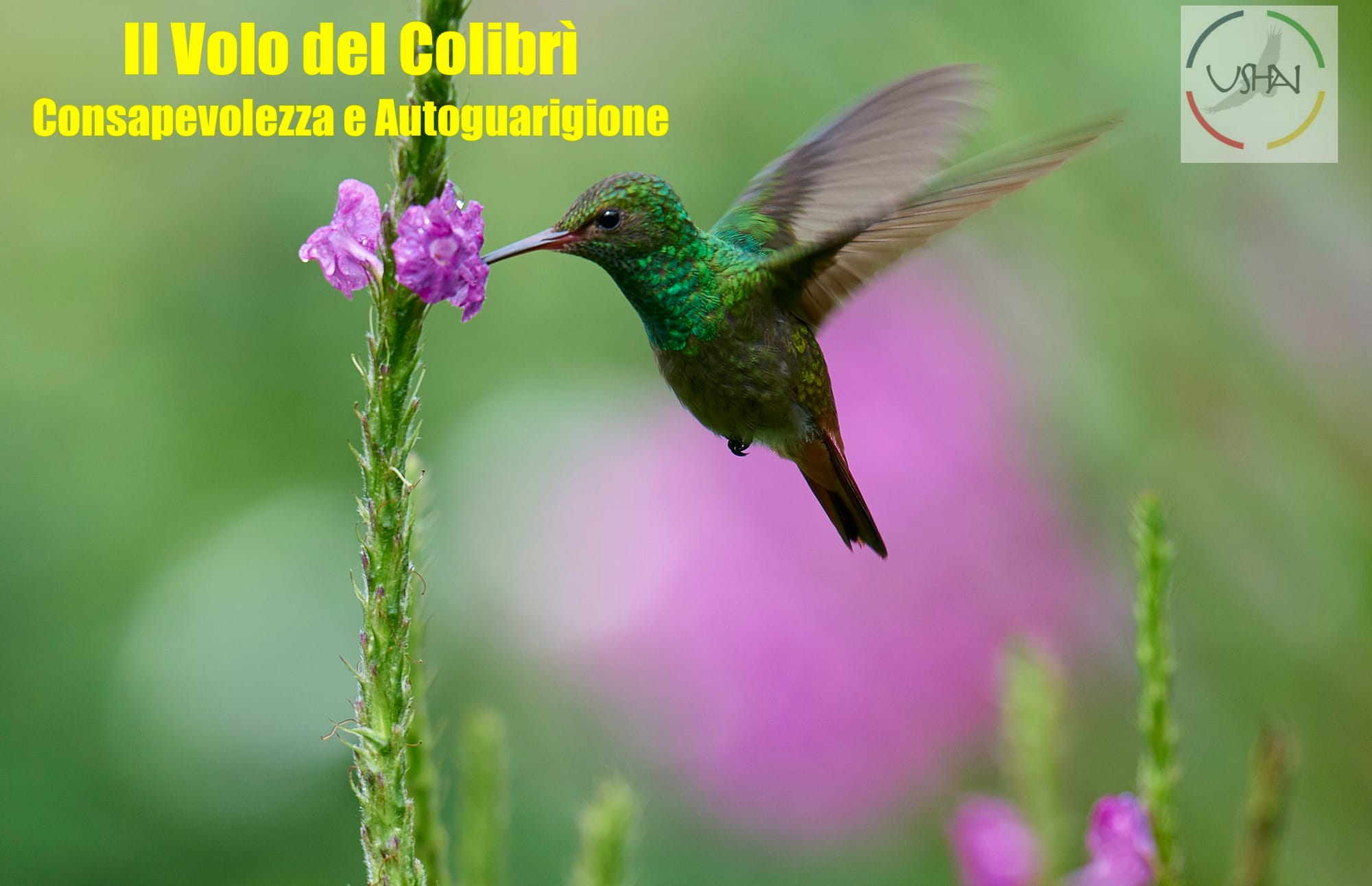 Il volo del colibrì - Celebrare la leggerezza e la fluidità